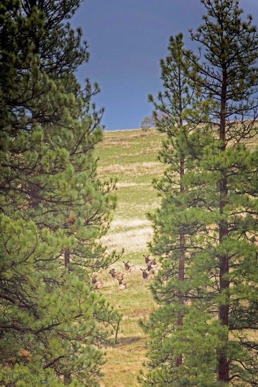 8337 Lamar Trail, Lolo, MT 59847 photo 45