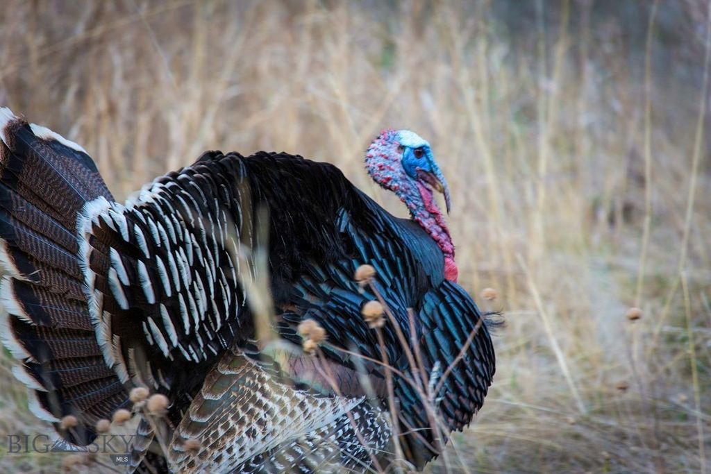 8337 Lamar Trail, Lolo, MT 59847 photo 48