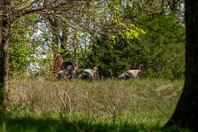 3345 Pigeon Roost Rd, Pulaski, TN 38478