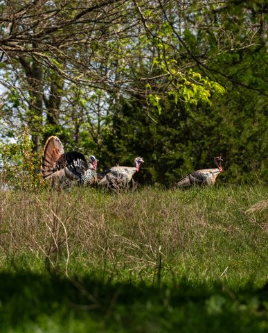 3345 Pigeon Roost Rd, Pulaski, TN 38478