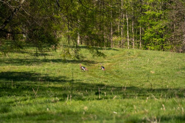 3345 Pigeon Roost Rd, Pulaski, TN 38478