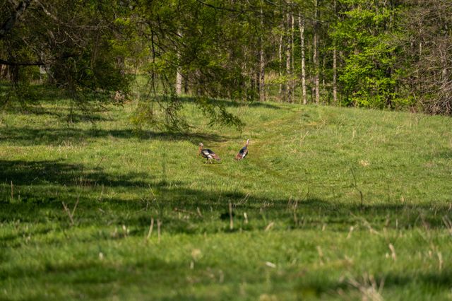 3345 Pigeon Roost Rd, Pulaski, TN 38478