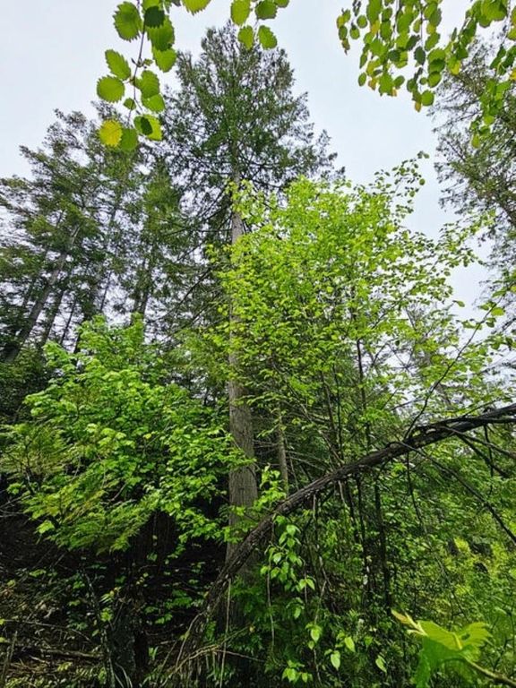 1895 TBD Blue Creek Rd, Addy, WA 99101 photo 16