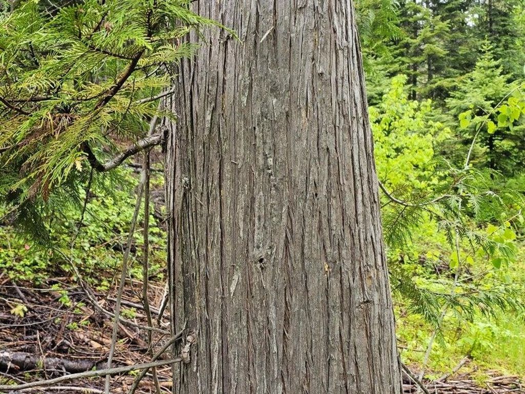 1895 TBD Blue Creek Rd, Addy, WA 99101 photo 5