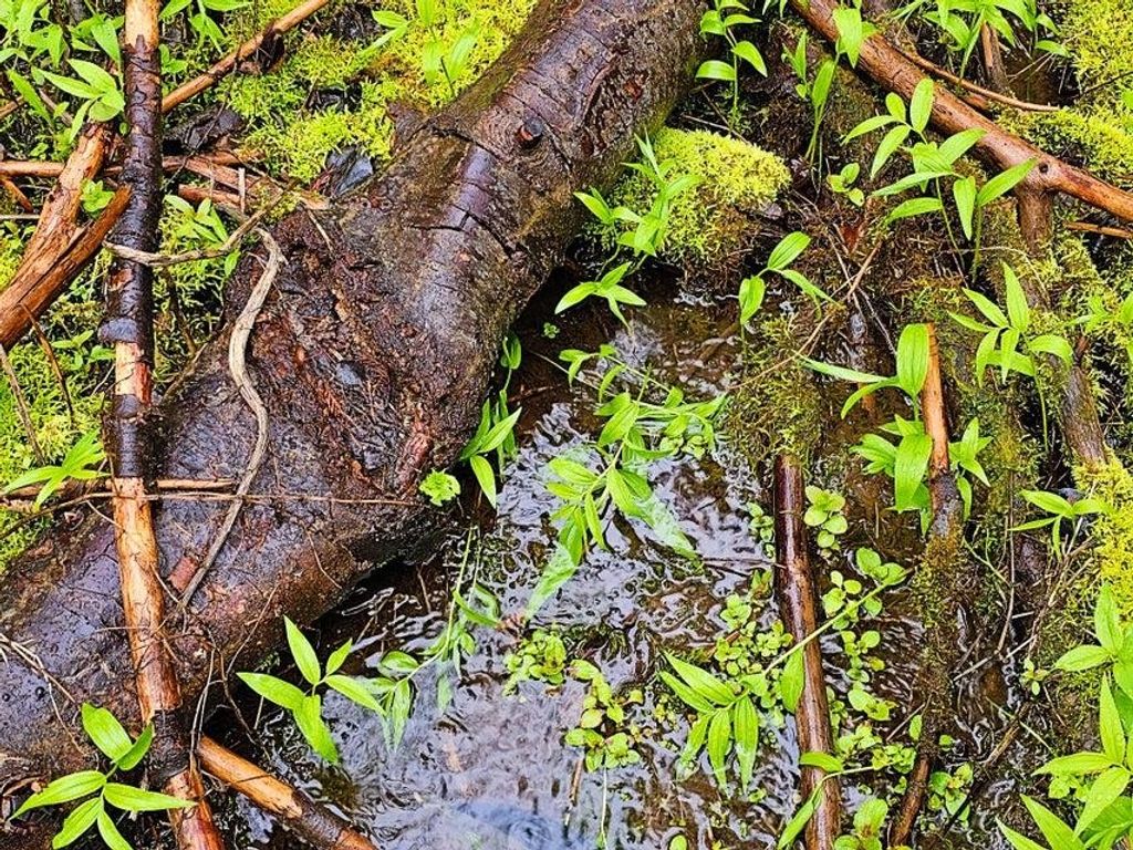 1895 TBD Blue Creek Rd, Addy, WA 99101 photo 8