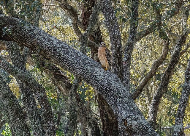 115 E IRELAND COURT, Hernando, FL 34442