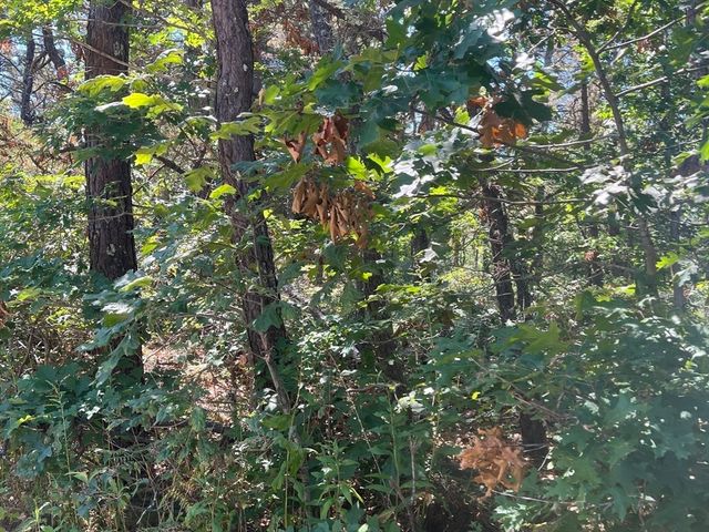 10 Shadbush, Mashpee, MA 02649