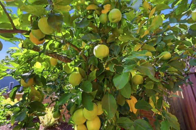 1074 Cherry Avenue, San Jose, CA 95125