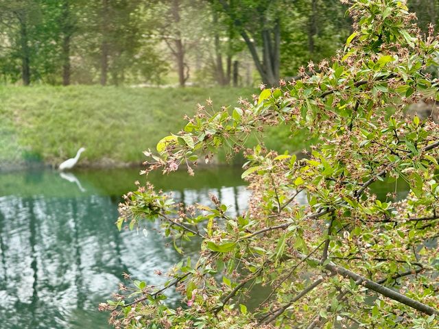 897 Longmeadow Court 1044, Lake Barrington, IL 60010