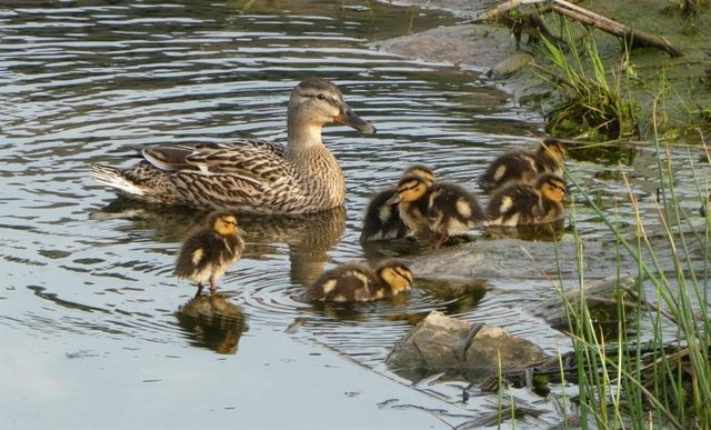 3056 Forrest Hill Court, Hiawatha, IA 52233