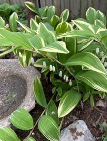 2846 Accomac Street, St Louis, MO 63104