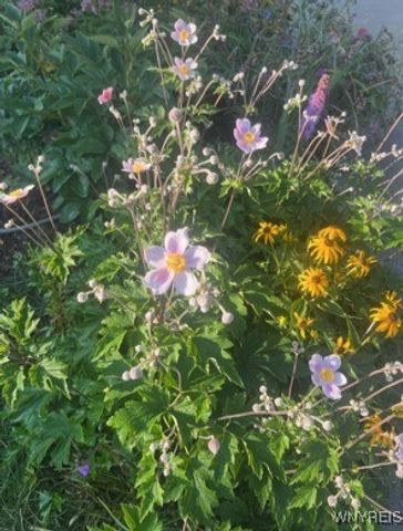 27 Federal Avenue, Cheektowaga, NY 14225