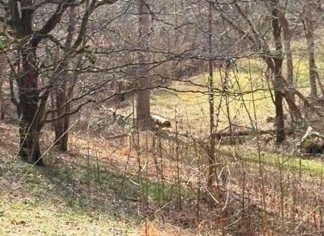 809 State Highway 310, Englewood, TN 37329