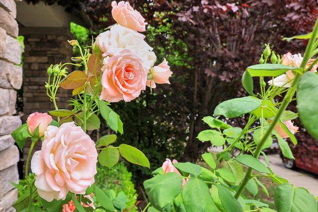 10022 Spring View Way, Elk Grove, CA 95757