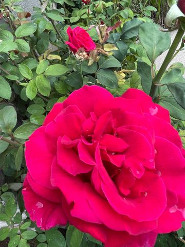 10022 Spring View Way, Elk Grove, CA 95757