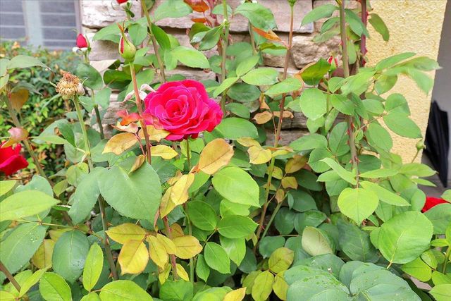 10022 Spring View Way, Elk Grove, CA 95757