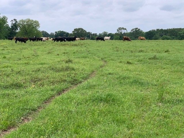 1846 Vz County Road 1605, Grand Saline, TX 75140