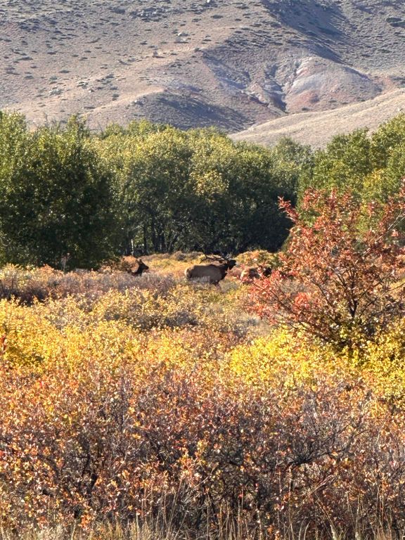 409 Tolman Rd, Clark, WY 82435 photo 70