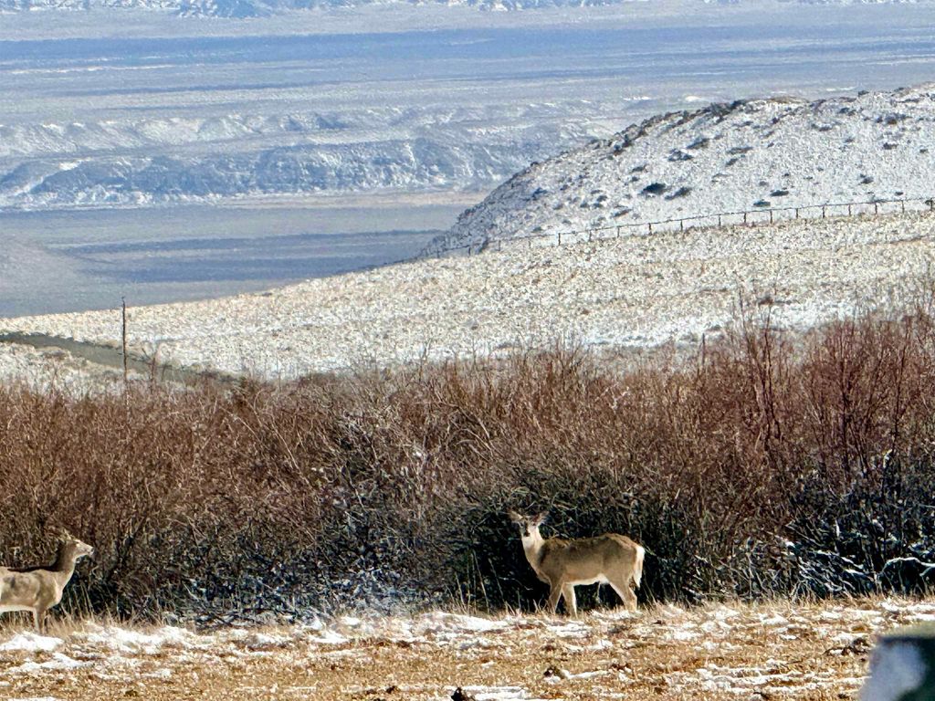 409 Tolman Rd, Clark, WY 82435 photo 89