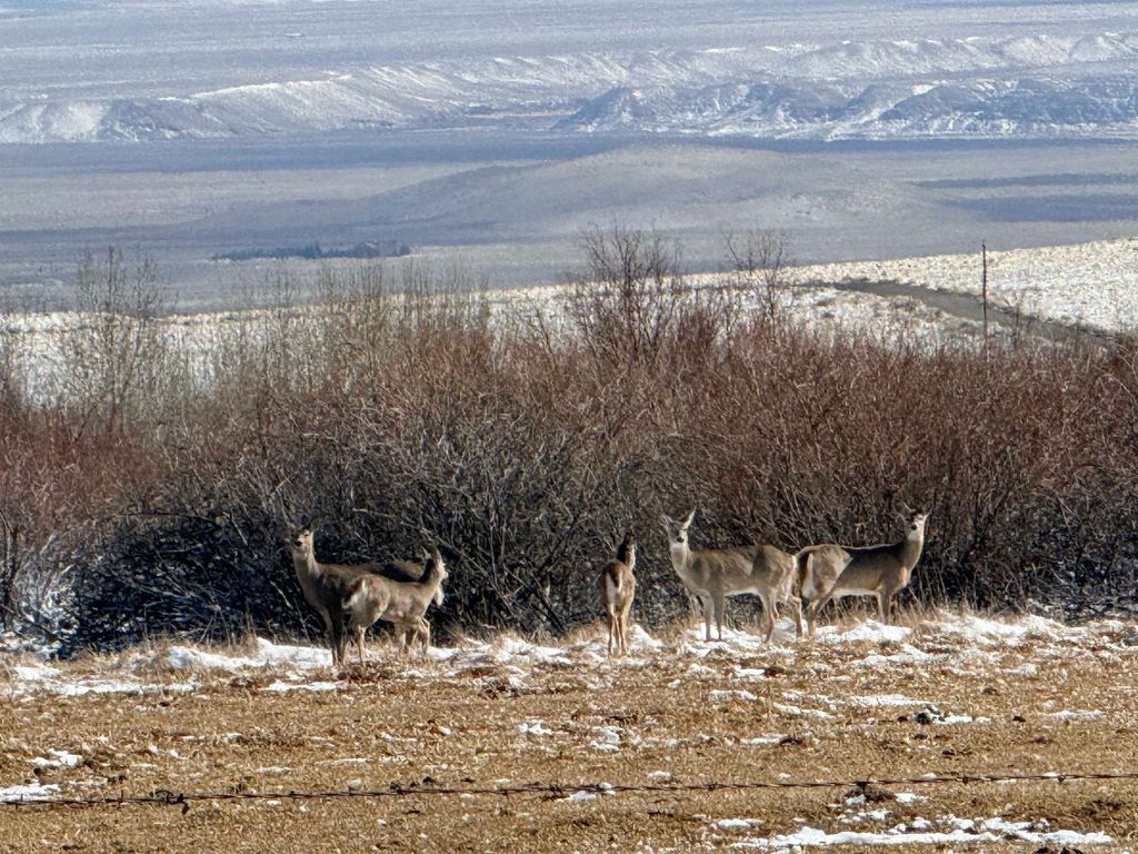 409 Tolman Rd, Clark, WY 82435 photo 90
