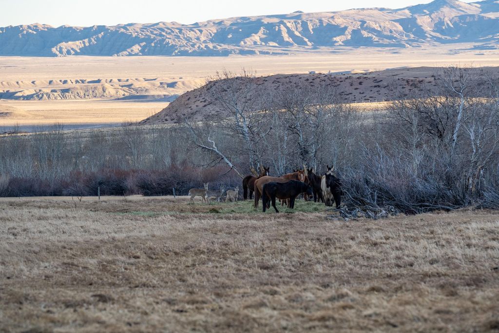 409 Tolman Rd, Clark, WY 82435 photo 92
