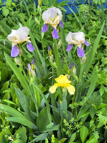 446 Highland Avenue, Manchester, VT 05255