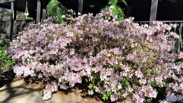 2515 County Road 58, Cedar Bluff, AL 35959