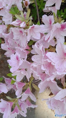 2515 County Road 58, Cedar Bluff, AL 35959