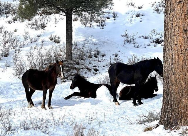 310 Kris Kringle Road, Mount Charleston, NV 89124