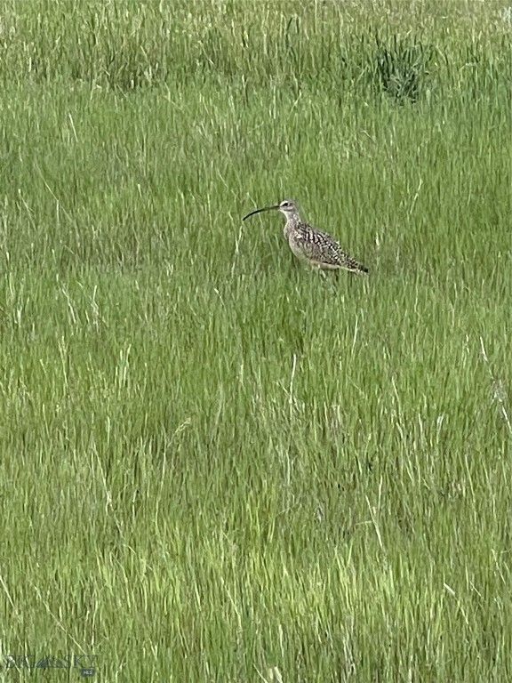 TBD Bear Den Court Road, Big Sky, MT 59716 photo 11