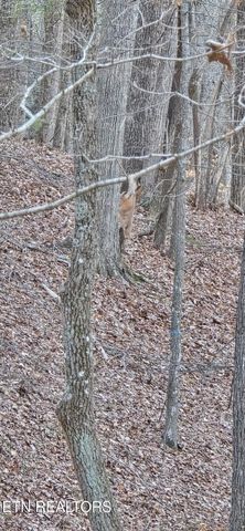 119 Pineridge Loop, Fairfield Glade, TN 38558