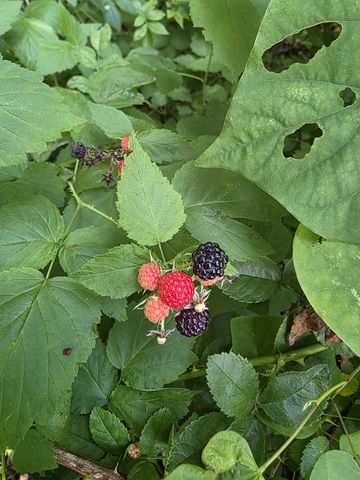 109 Hummingbird Meadows Rd, Palmyra, TN 37142