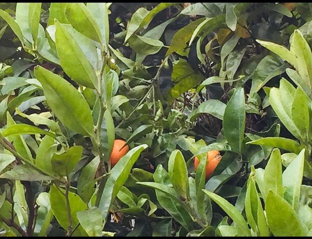 1034 Trenton Blvd, San Pablo, CA 94806