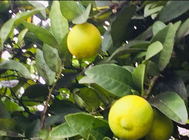 1034 Trenton Blvd, San Pablo, CA 94806