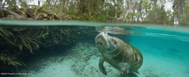 11025 Maybird Avenue, Weeki Wachee, FL 34613