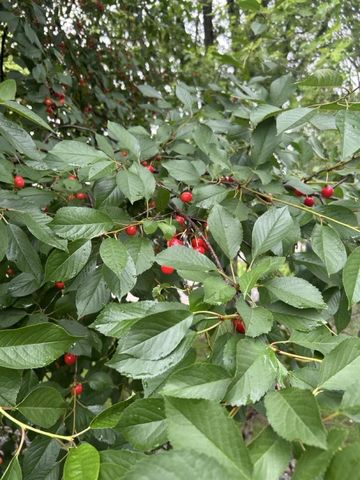 714 GIESE STREET, Hortonville, WI 54944