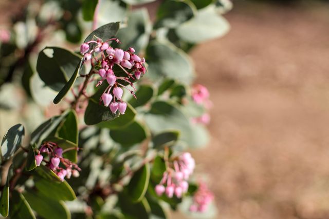 7555 Clear Canyon Road, Redding, CA 96001