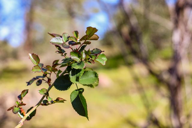 7555 Clear Canyon Road, Redding, CA 96001