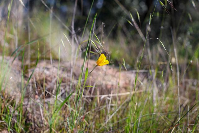 7555 Clear Canyon Road, Redding, CA 96001