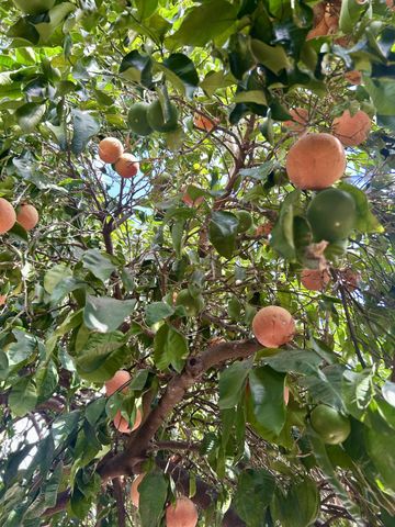 337 Acacia St, Lodi, CA 95240