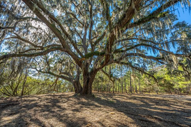 4129 Gnarled Oaks Lane, Johns Island, SC 29455
