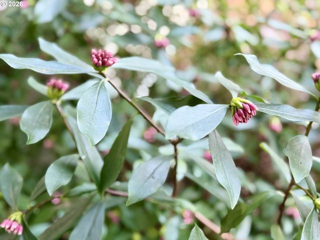 381 MARION Ln, Eugene, OR 97404