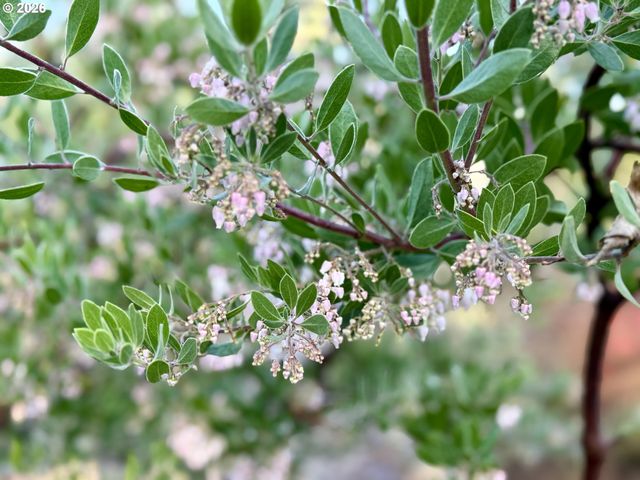 381 MARION Ln, Eugene, OR 97404