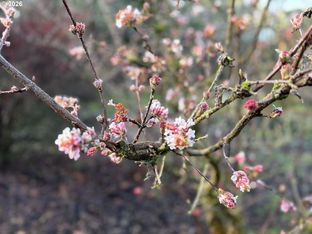 381 MARION Ln, Eugene, OR 97404