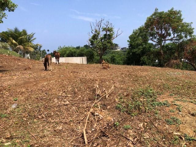 627 BRAVOS DE BOSTON, Vieques, PR 00765