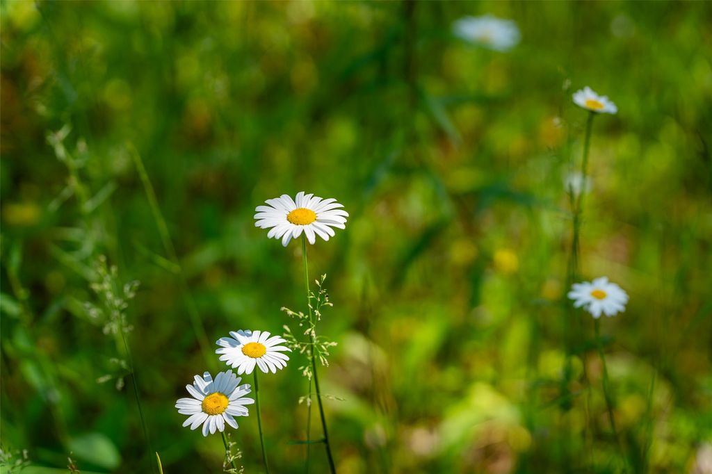 NHN E Lakeshore Drive, Whitefish, MT 59937 photo 14