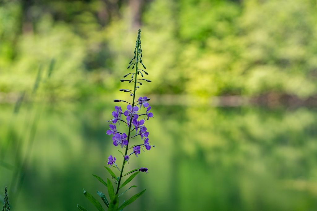 NHN E Lakeshore Drive, Whitefish, MT 59937 photo 15