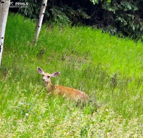 662 Spring Valley Lane, Florissant, CO 80816