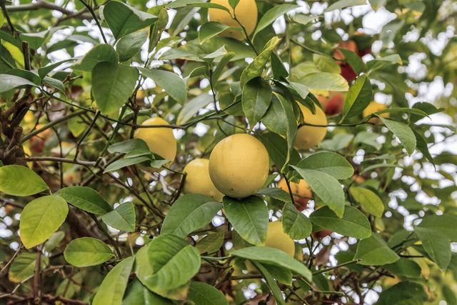 5125 Love Way, Carmichael, CA 95608