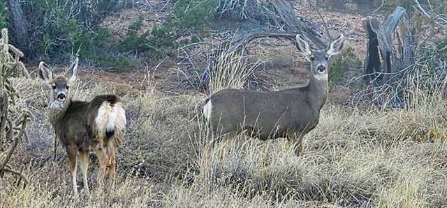 1249 Deer Canyon Trail, Mountainair, NM 87036